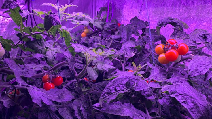 Tomatoes grown in AeroXPS Compact