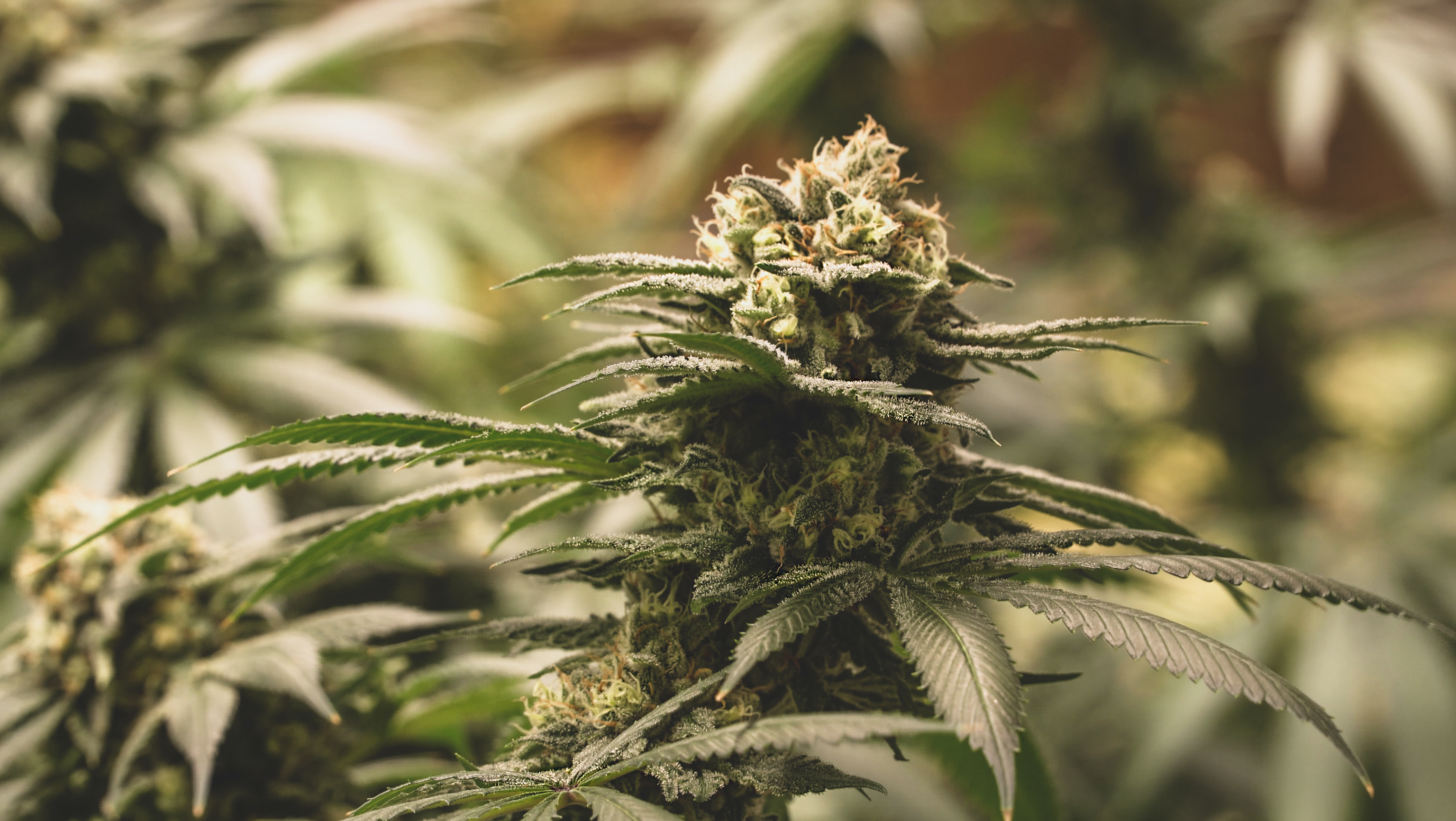 Top Shelf Tuesday! 10% Off Our Finest Flower!