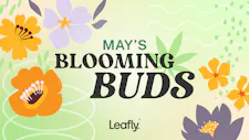 Deal 5 Get 1 free on Buds image