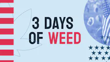 CANNABIS CO | BOGO EIGHTHS image