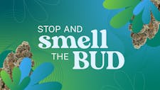 BEST BUDS Tuesday! All The Flower All Day 30% Off image