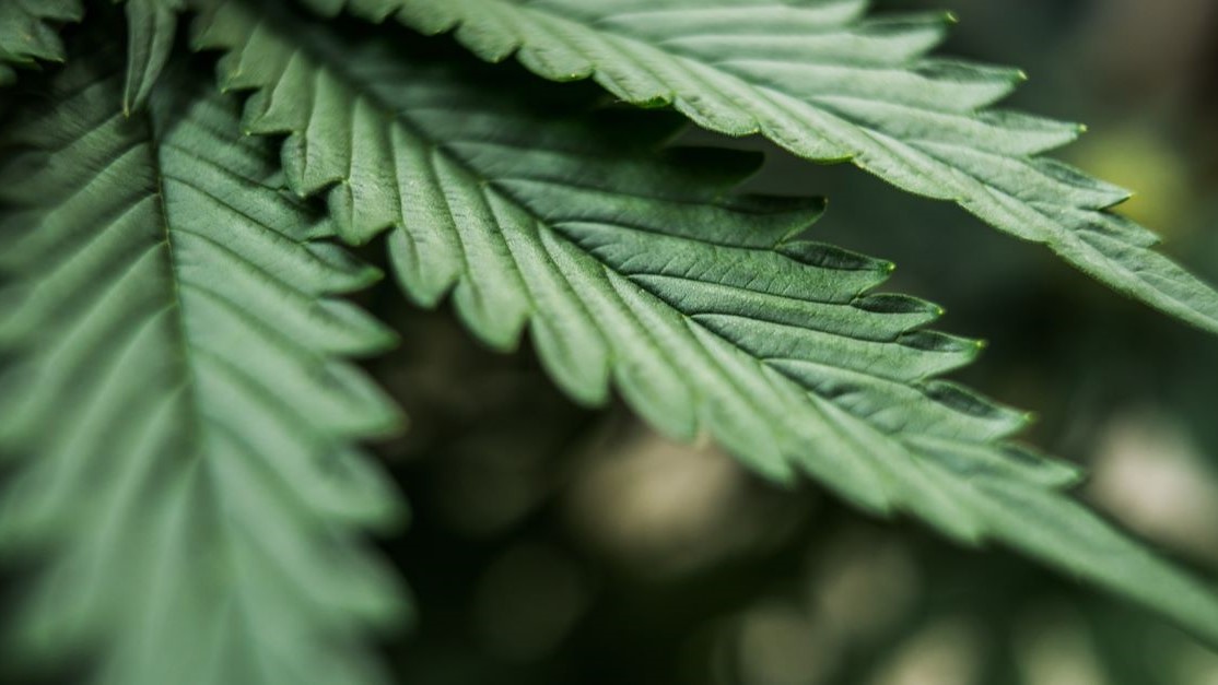 CBD Supply Depot MD (online only) — Dispensaries in Baltimore, MD
