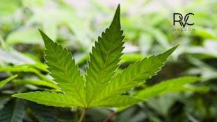 Cover photo for Rogue Valley Cannabis- Central Point