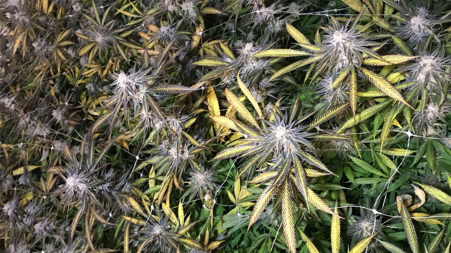 Greener Evolutions — Dispensaries in Brownfield, ME