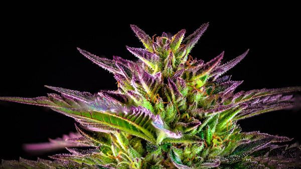 Chalice Farms Recreational Weed Dispensary - Dundee — Dispensaries in Dundee, OR