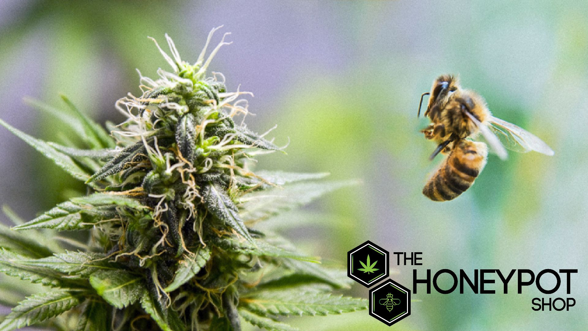 The Honeypot Shop — Dispensaries in Norman, OK