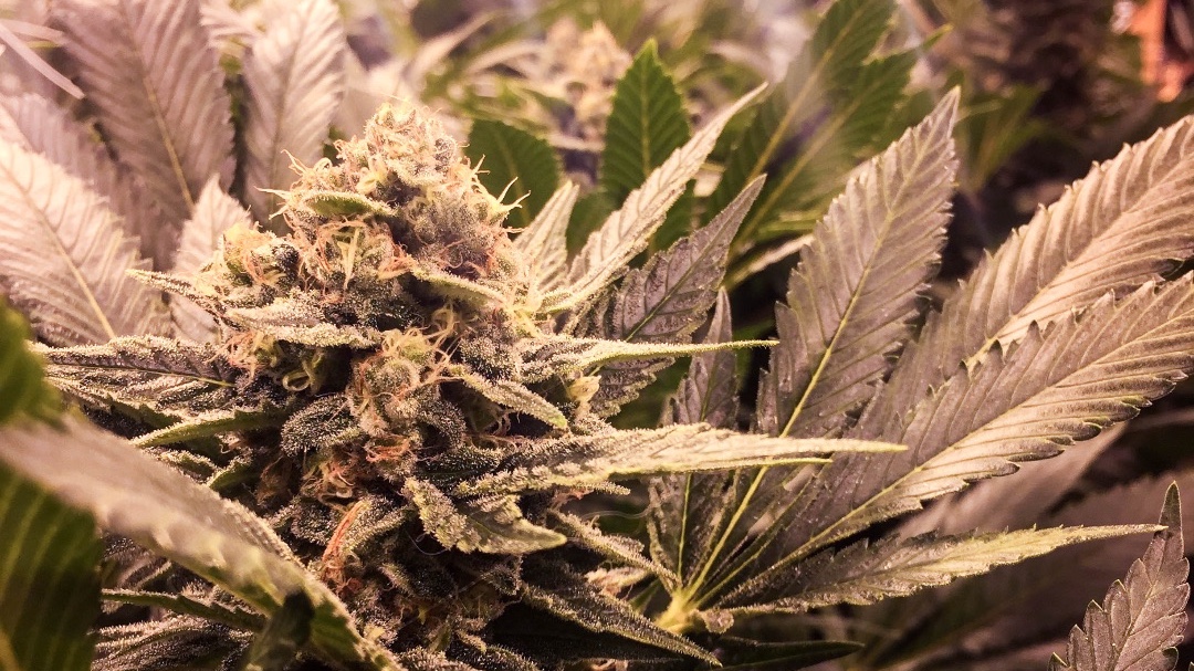 The Secret Stash Dispensary Menu, Reviews & Photos