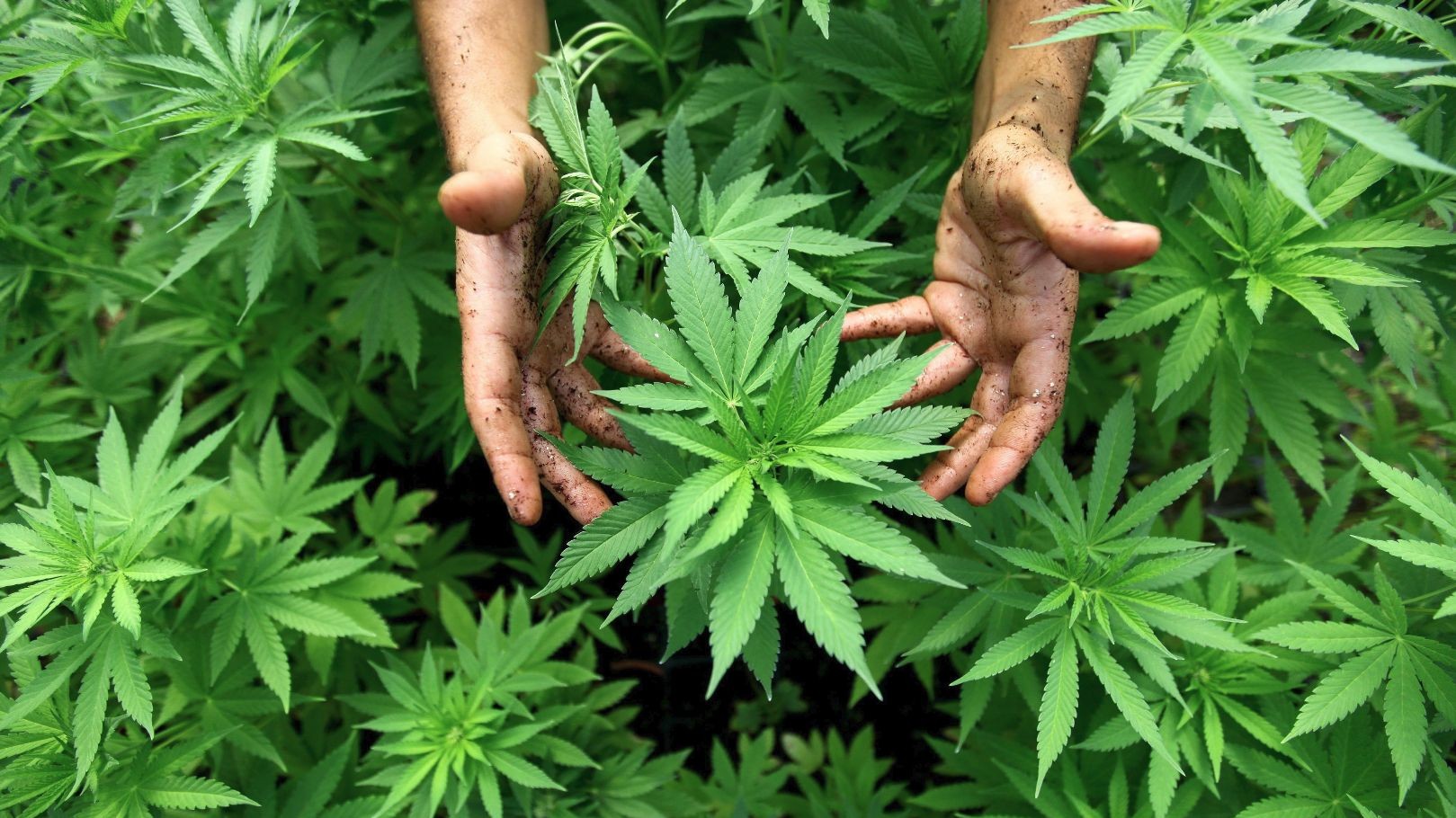Mission Hills Patients Collective — Dispensaries in Reseda, CA