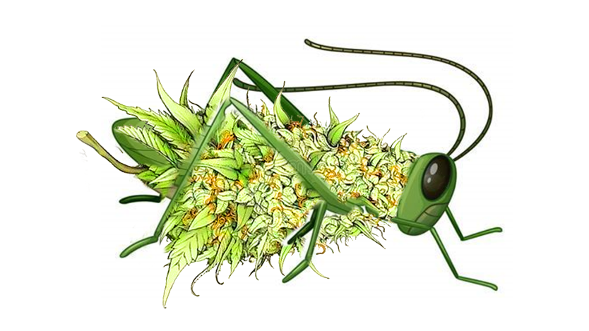Grasshopper Cannabis Company — Dispensaries in Wynnewood, OK