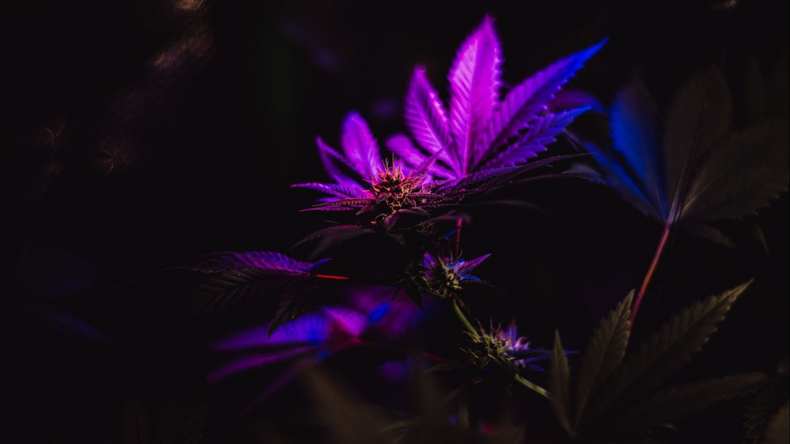 Arkansas Natural Products Dispensary Menu Leafly