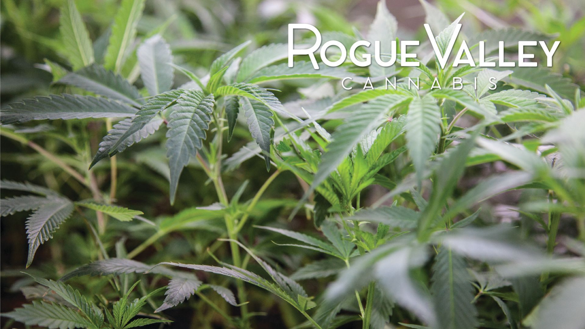 Rogue Valley Cannabis - Ashland