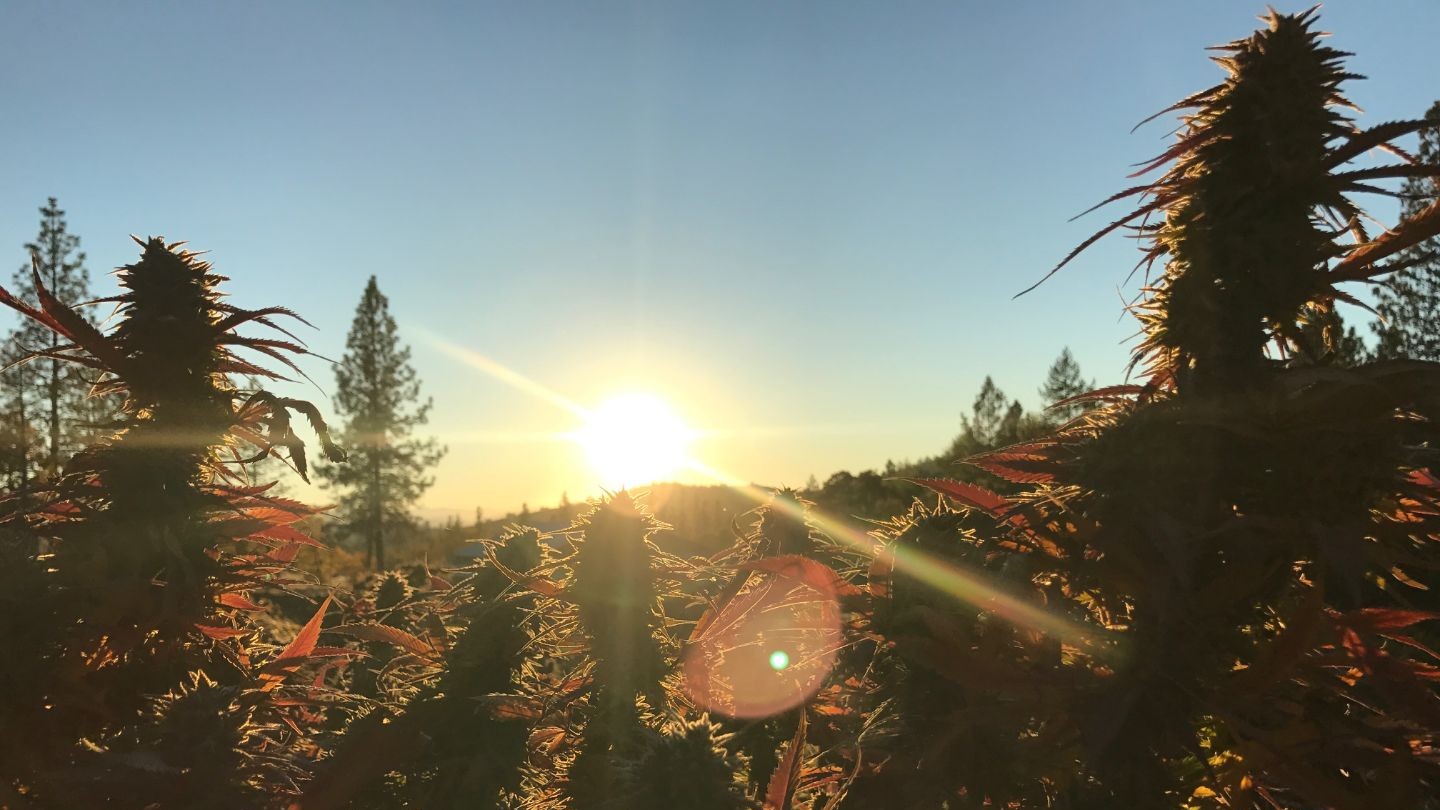 High Lakes Cannabis Co