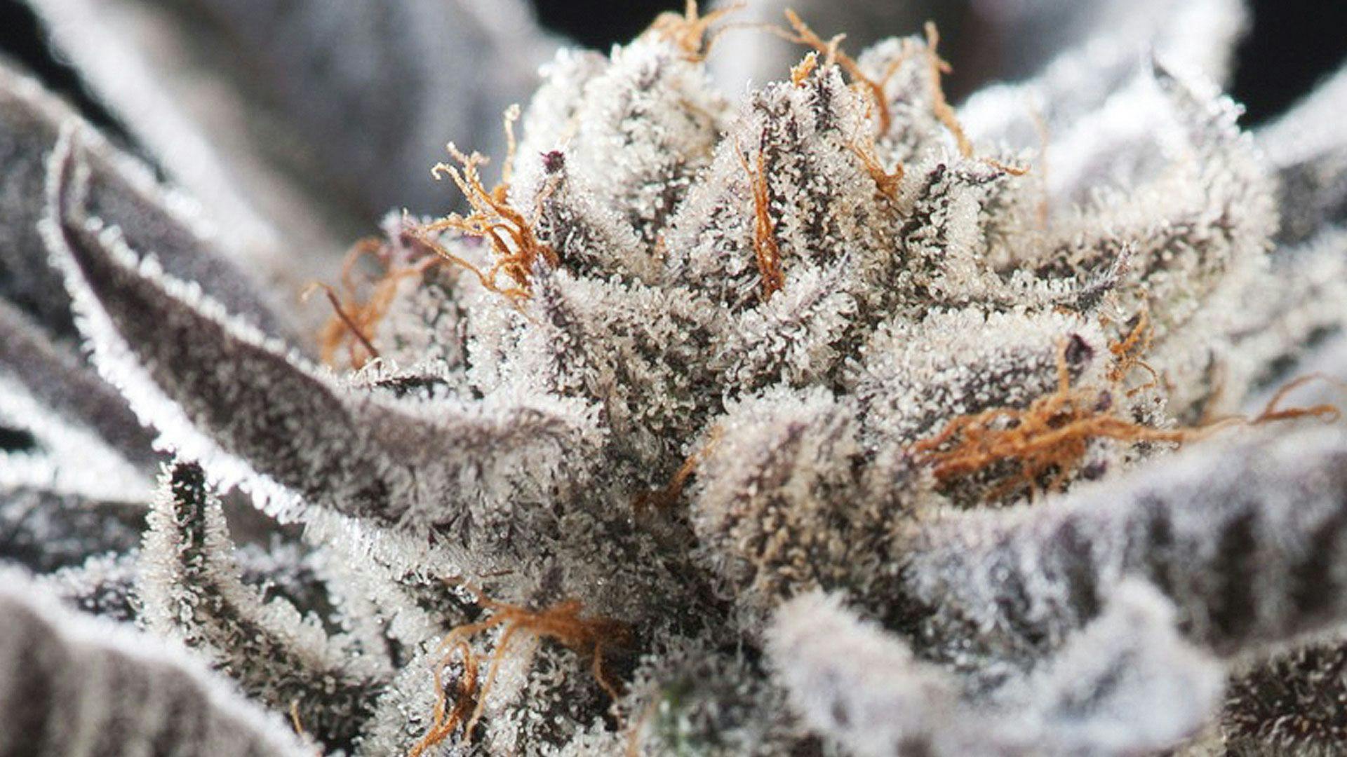 Lakeshore Cannabis Edgewater, CO Dispensary Leafly