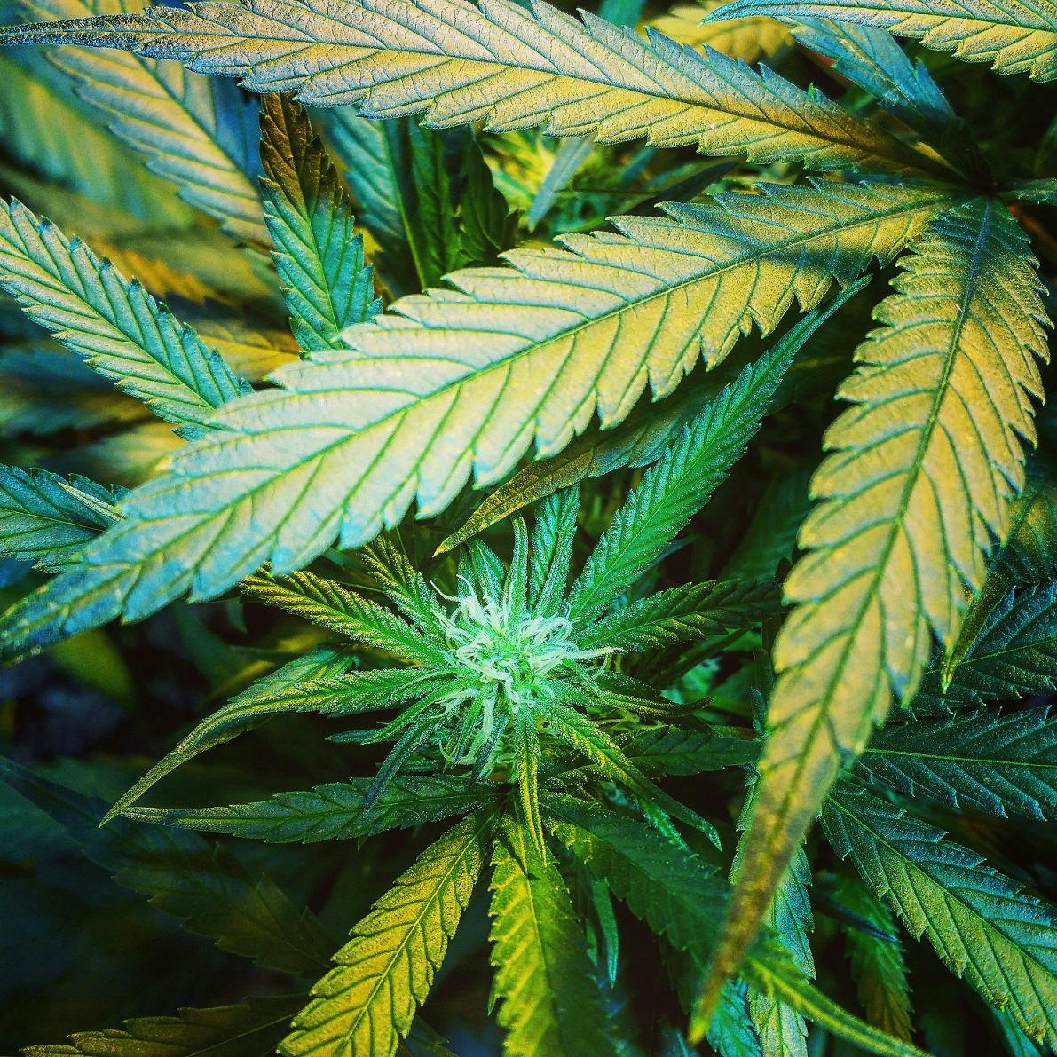 Denver Dispensary Denver, CO Dispensary Leafly