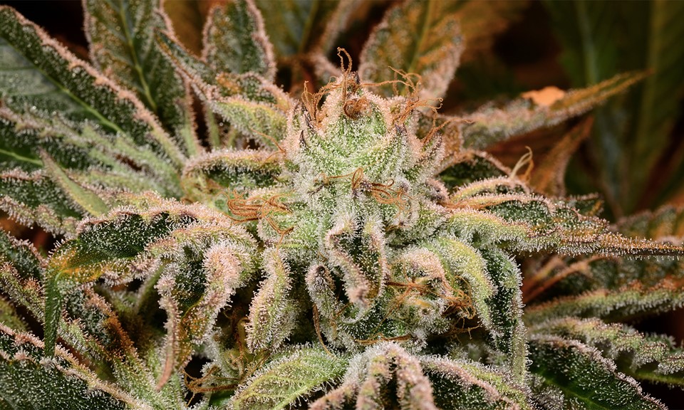 Cannabist Boston (Medical) Dispensary Menu, Reviews & Photos