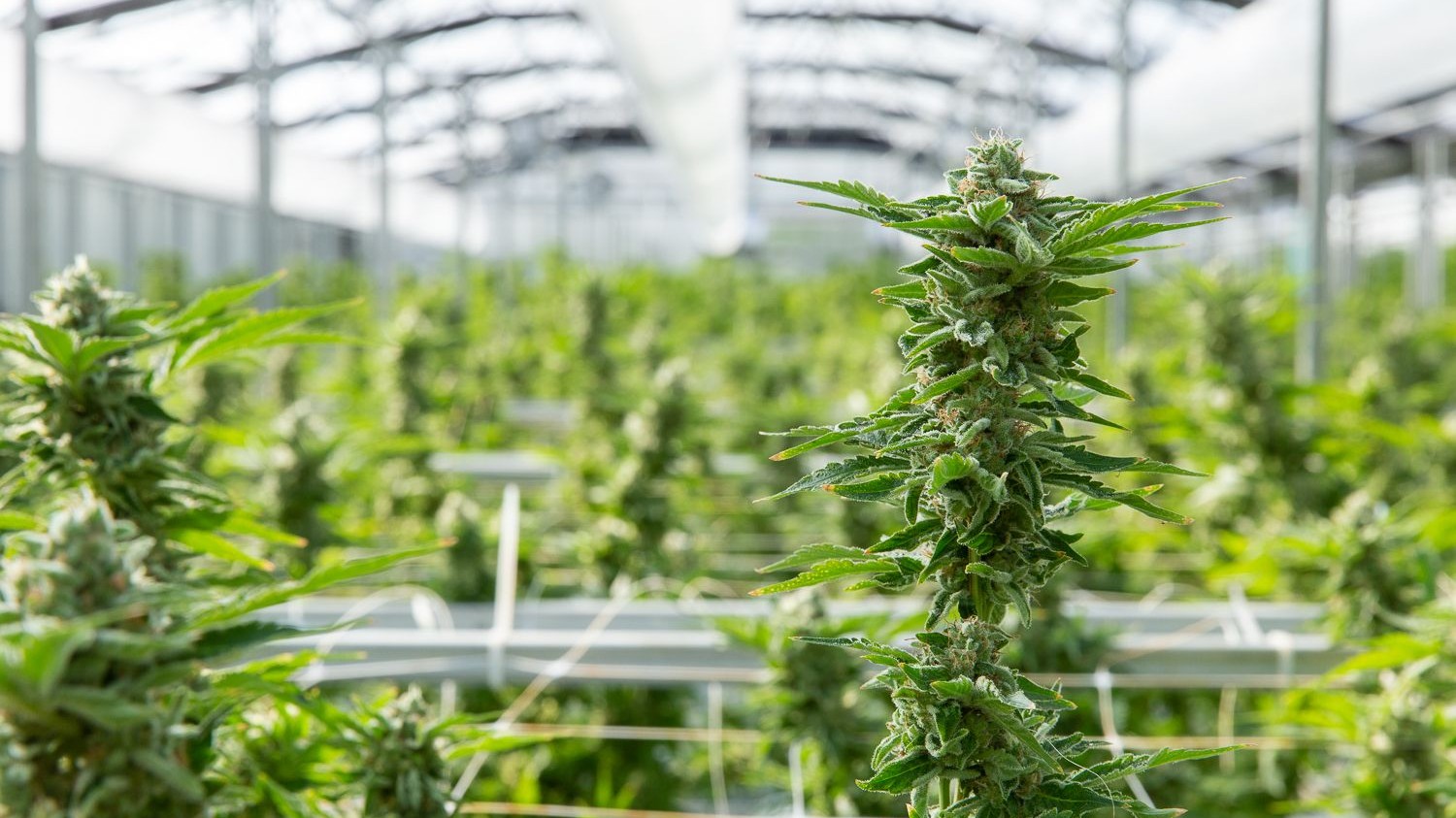 Surterra Wellness - St. Petersburg — Dispensaries in Saint Petersburg, FL