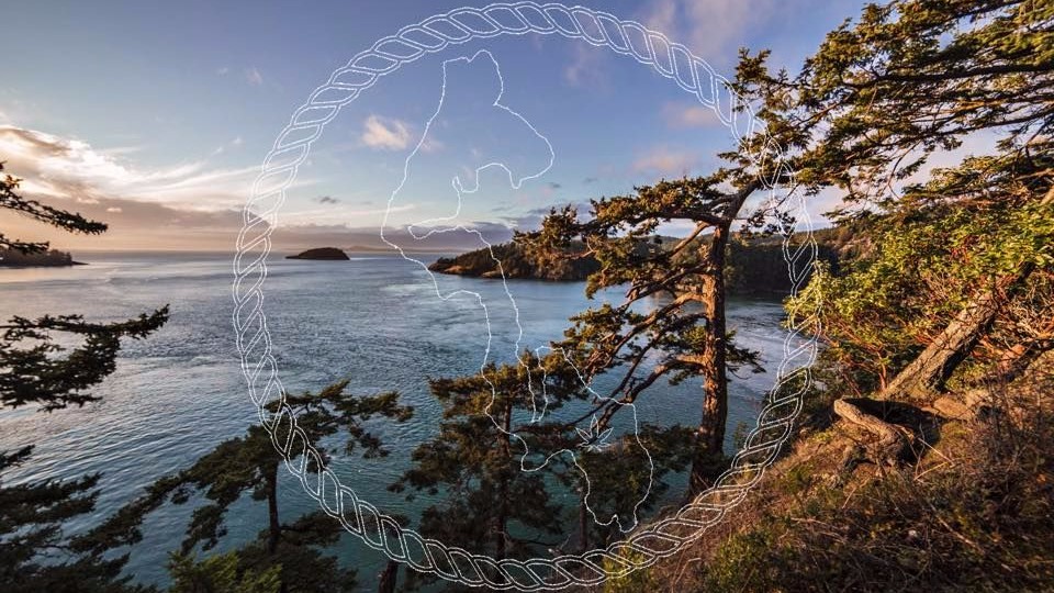 Whidbey Island Cannabis Company
