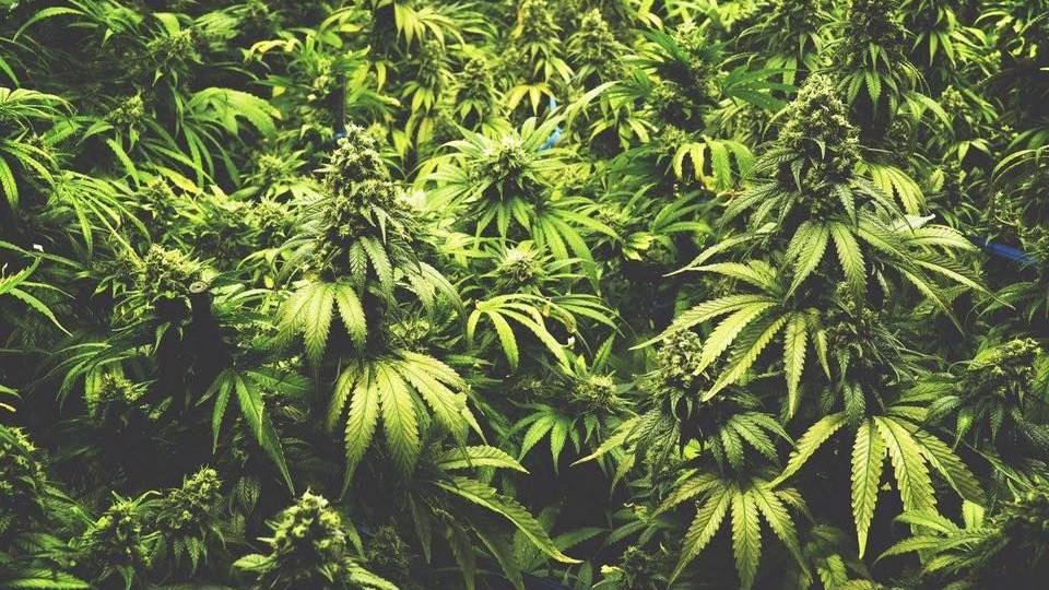 Heartland CannAssist — Dispensaries in Wheaton, IL