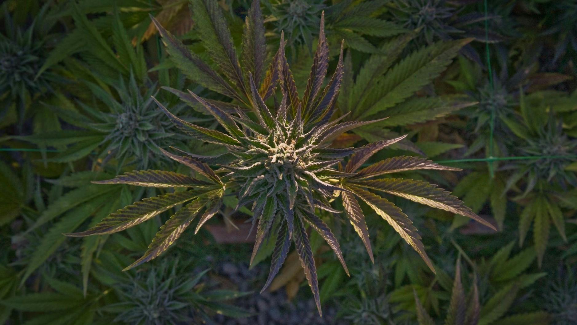 Artifact Nursery Laytonville, CA Dispensary Leafly