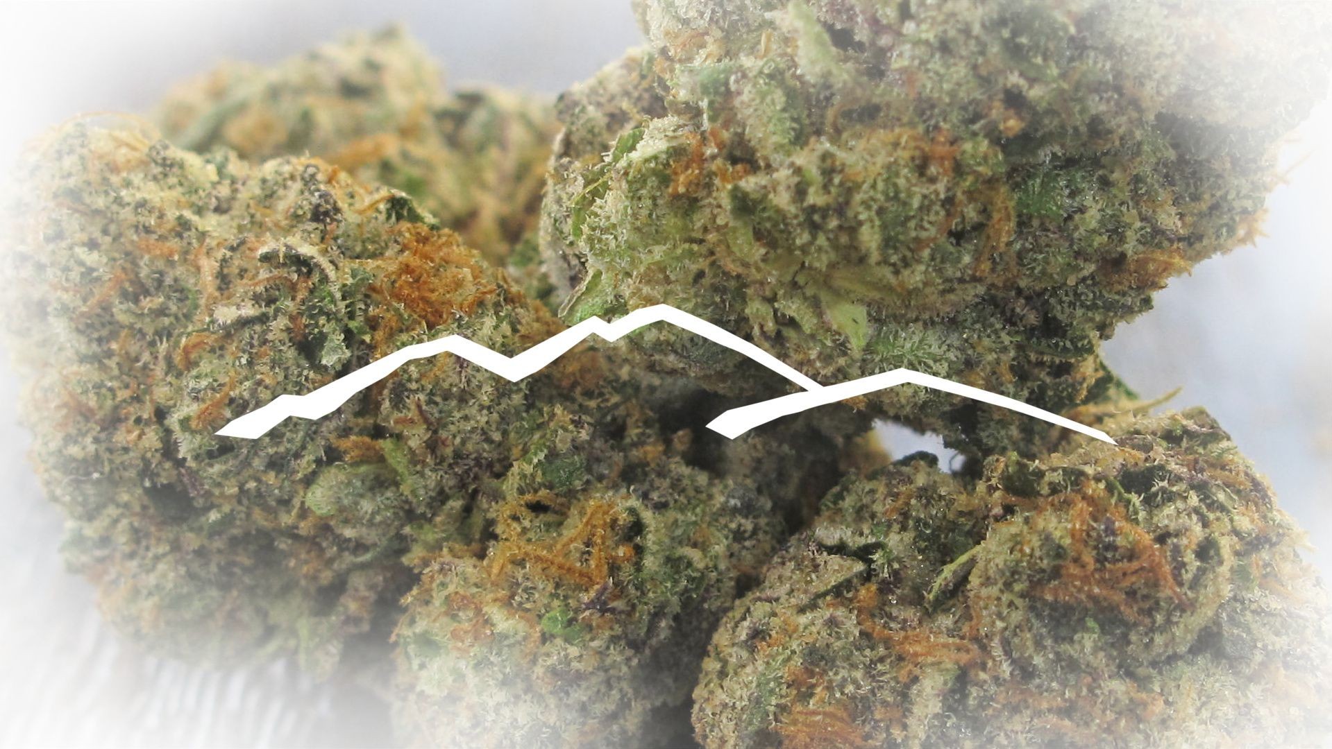 Lakeside Herbal Solution Dispensary Menu, Reviews & Photos