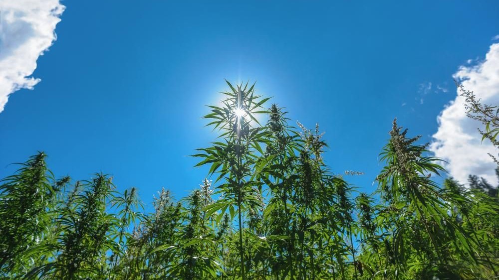 Hemp 1848 — Dispensaries in Edgerton, WI