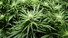 10% OFF INDICA FLOWER + $20 SELECT 1/8THS!!! image