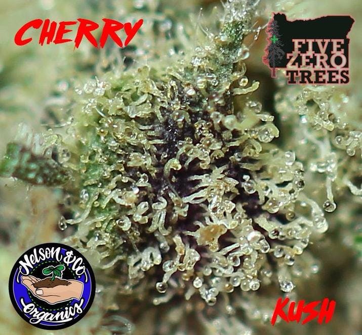 Five Zero Trees West Portland, OR Dispensary Leafly