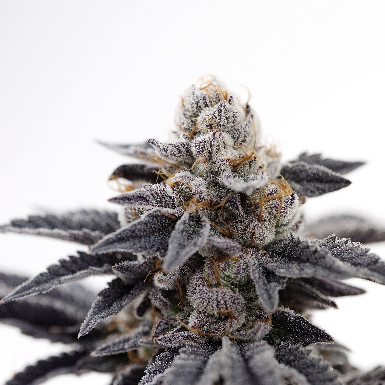 The Heirloom Collective Hadley, MA Dispensary Leafly