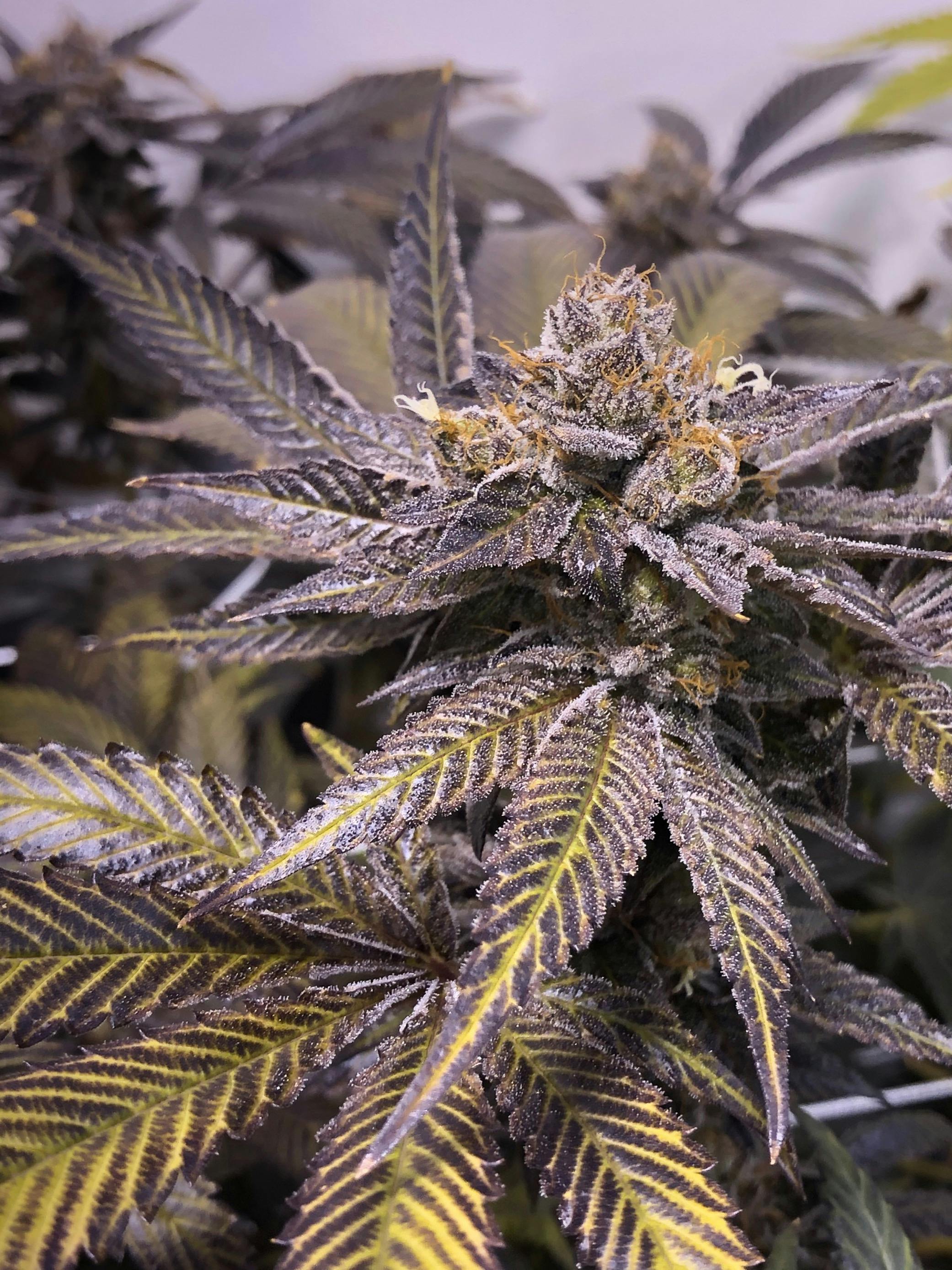 goodblend Austin Austin, TX Dispensary Leafly