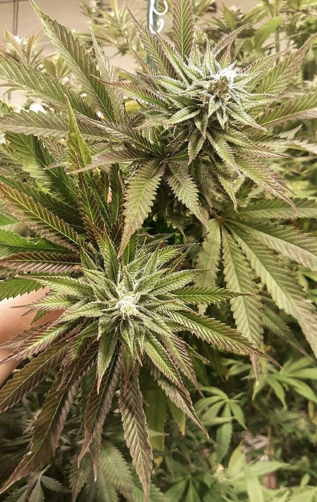 Strawberry Fields Apothecary Lewiston, ME Dispensary Leafly