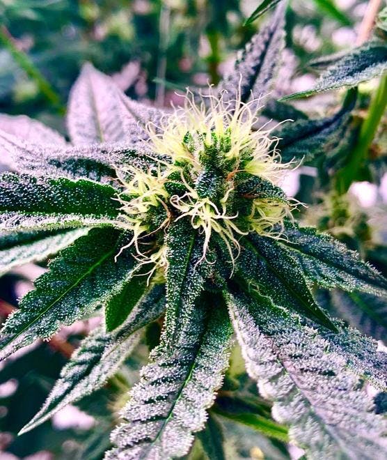 Sunnyside Medical Cannabis Dispensary Fall River Fall River, MA