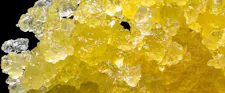 Terpy Tuesday image