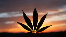 MEDUSA FARMS Late Night Sale - 20% off after 7pm image