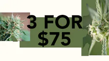 3/$75 Wax 5g – Strange Labs, Fresh Canna image