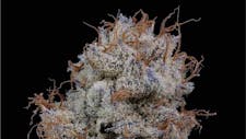 All Rare Dankness Full Bud Ounces 20% Off! image