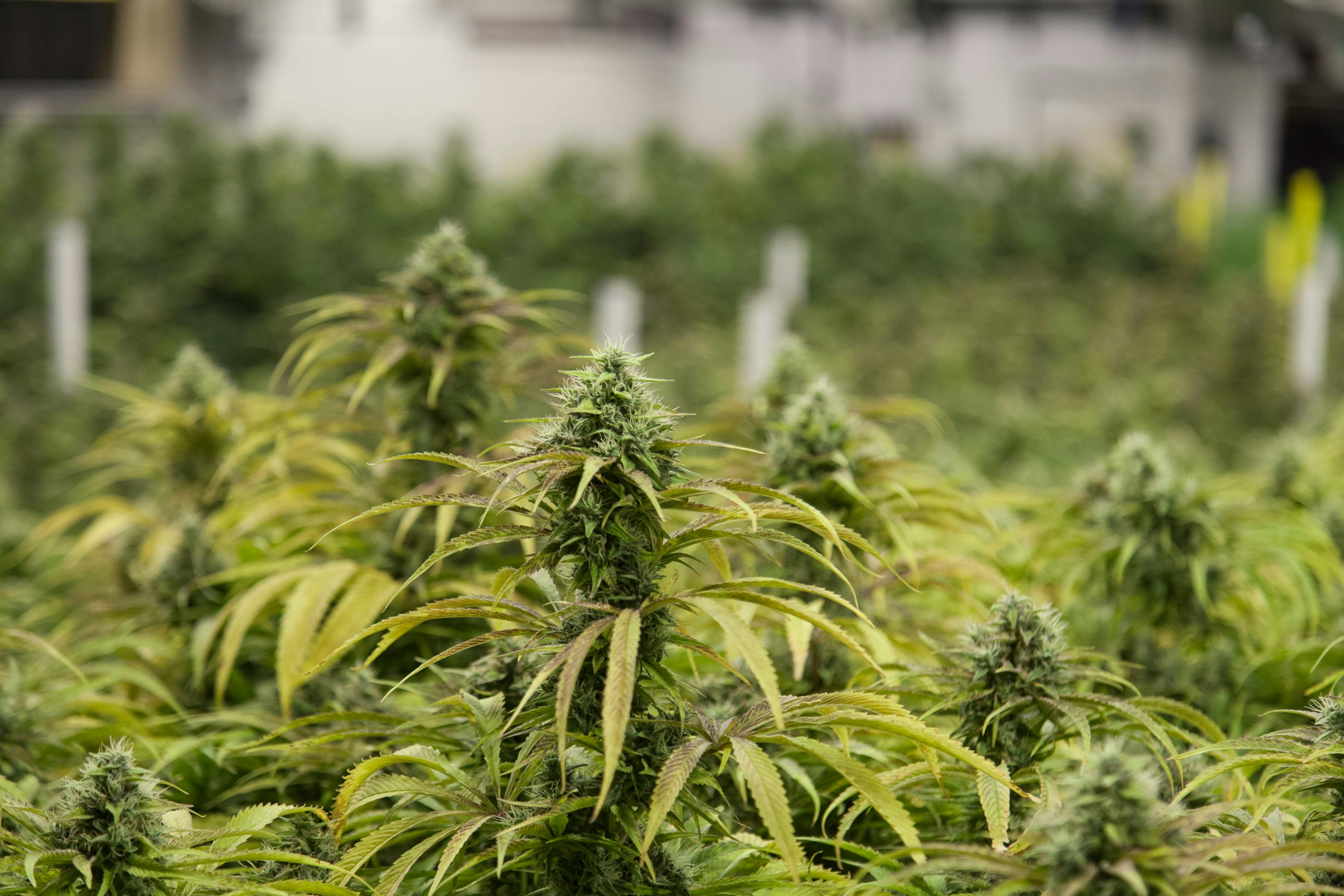 Lightshade Holly (Rec) Denver, CO Dispensary Leafly