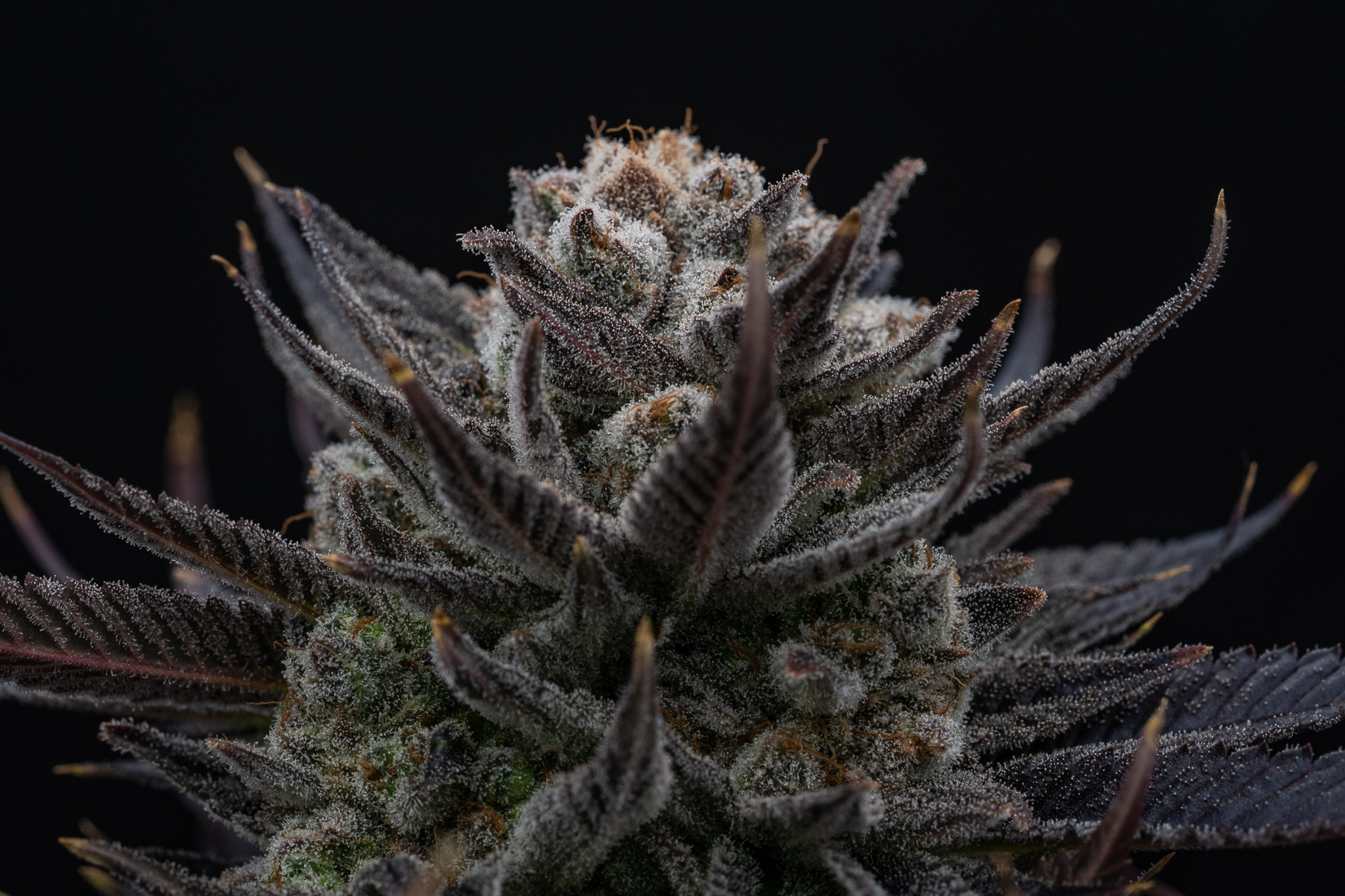 Farley’s Cannabis Farm Woolwich, ME Dispensary Leafly