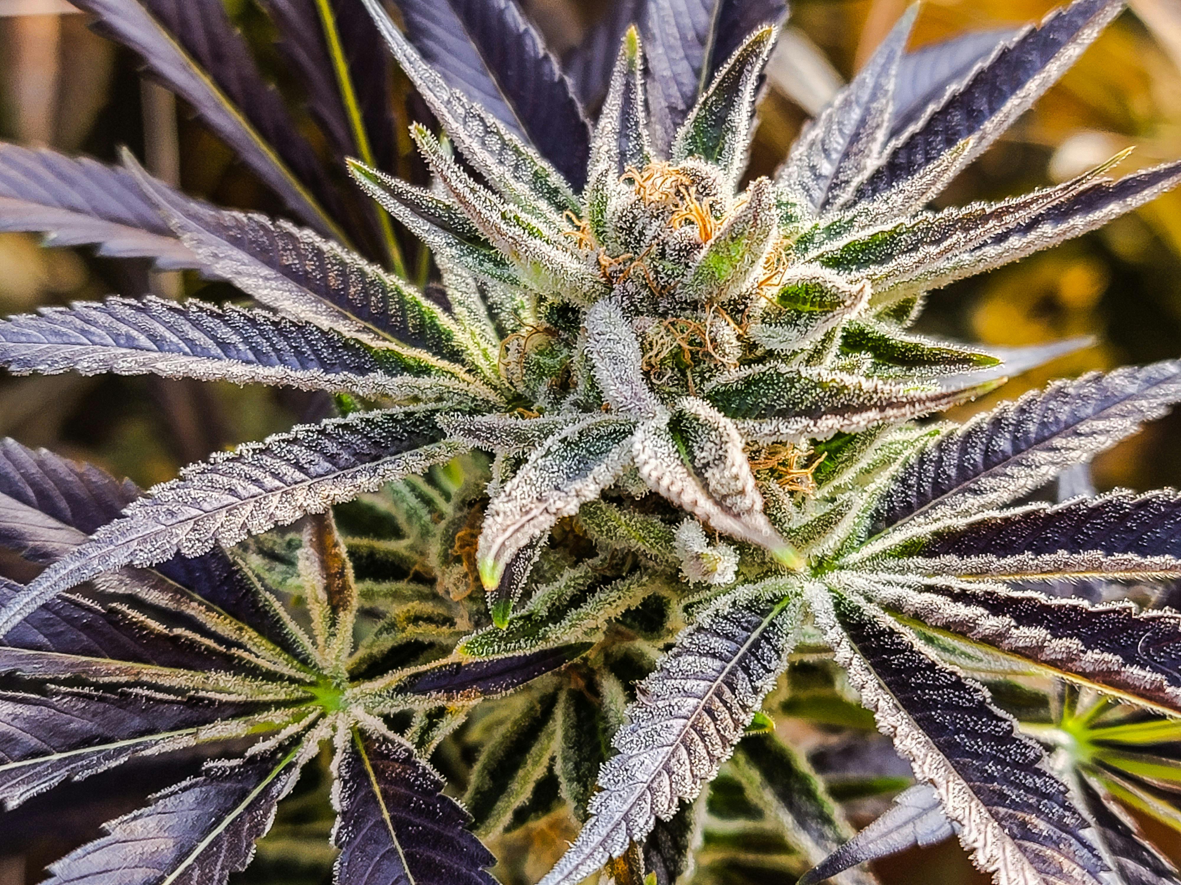 Sacred Sun Farms- Glendive | Glendive, MT Dispensary | Leafly