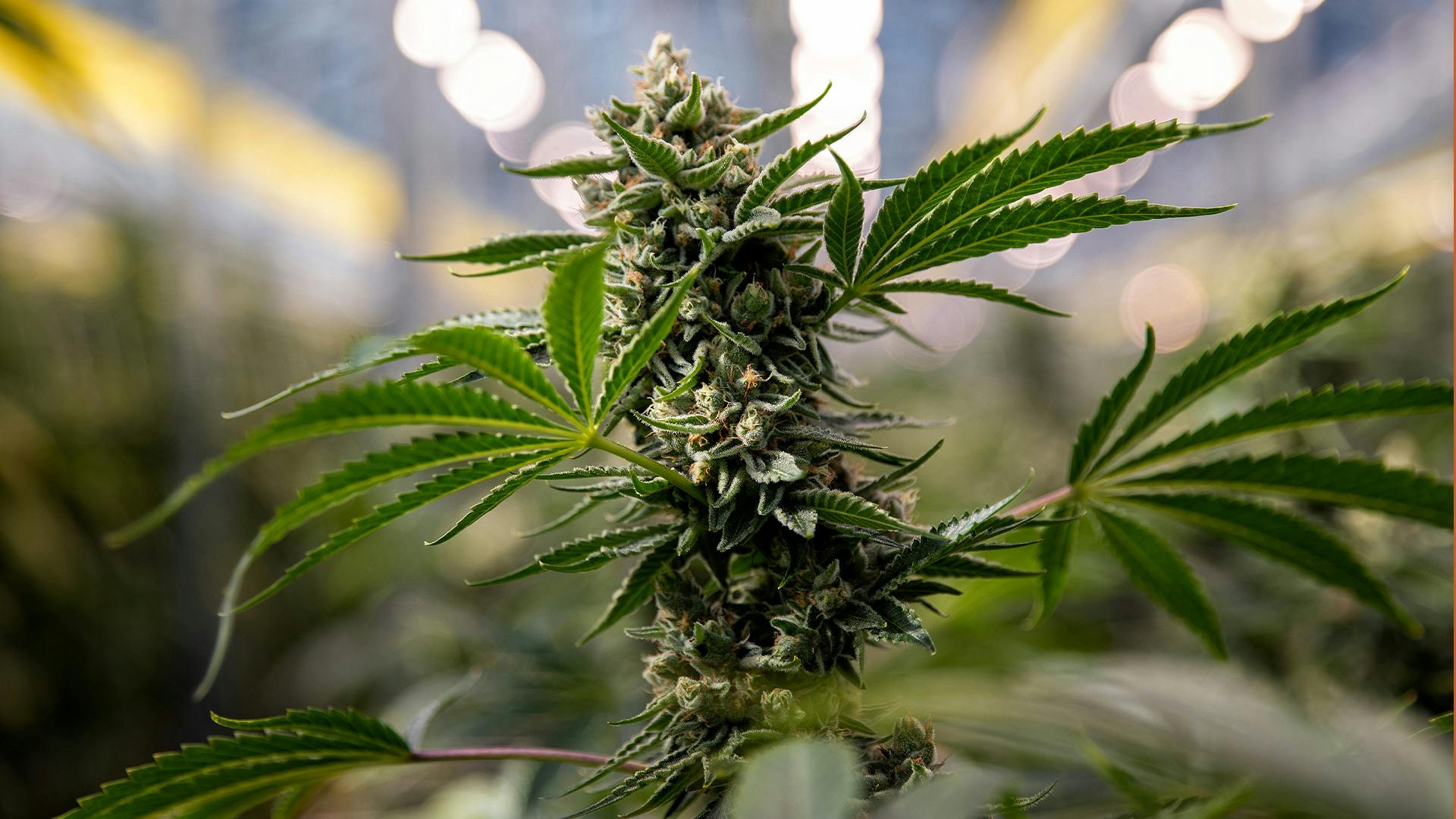 AYR Dispensary Woodbridge (Med) Woodbridge, NJ Dispensary Leafly