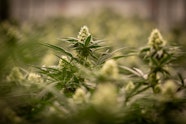 AYR Cannabis Dispensary Woodbridge Med Customer Reviews From Leafly
