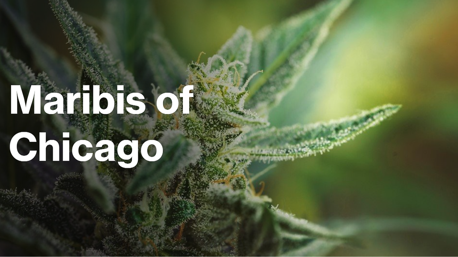 Maribis of Chicago (Medical) — Dispensaries in Chicago, IL