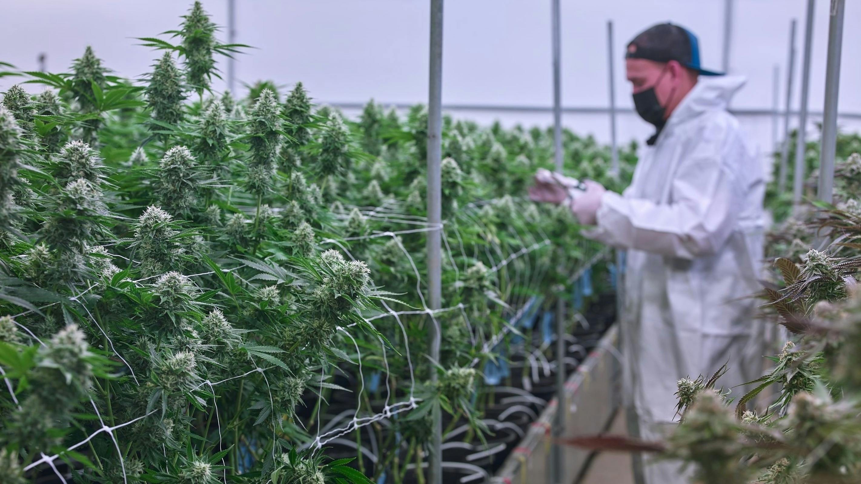 CA Collective San Jose, CA Dispensary Leafly