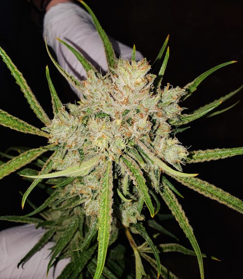 Awesome Blossoms Dispensary Menu, Reviews & Photos