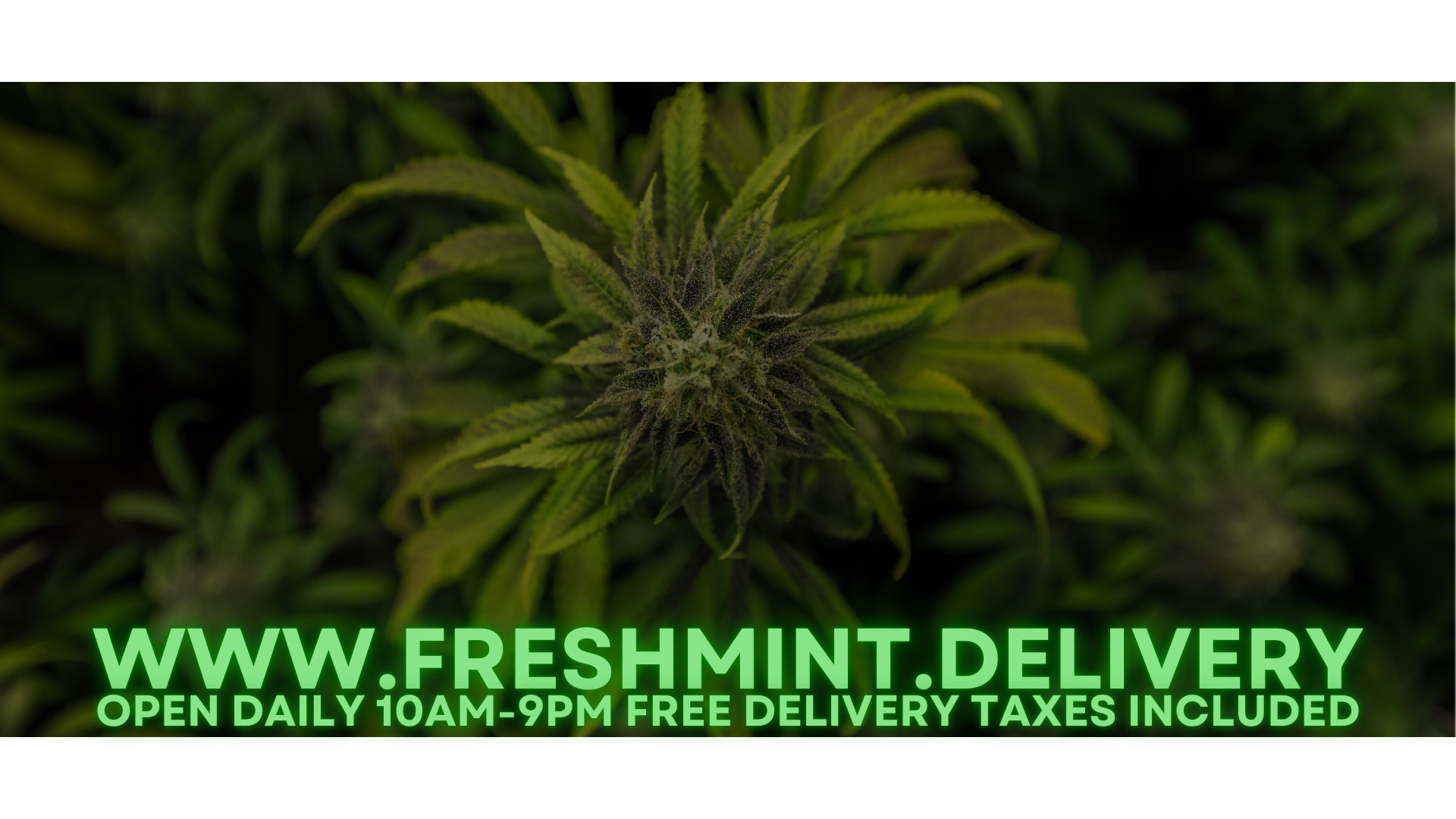 Fresh Mint - Delivery — Dispensaries in Concord, CA