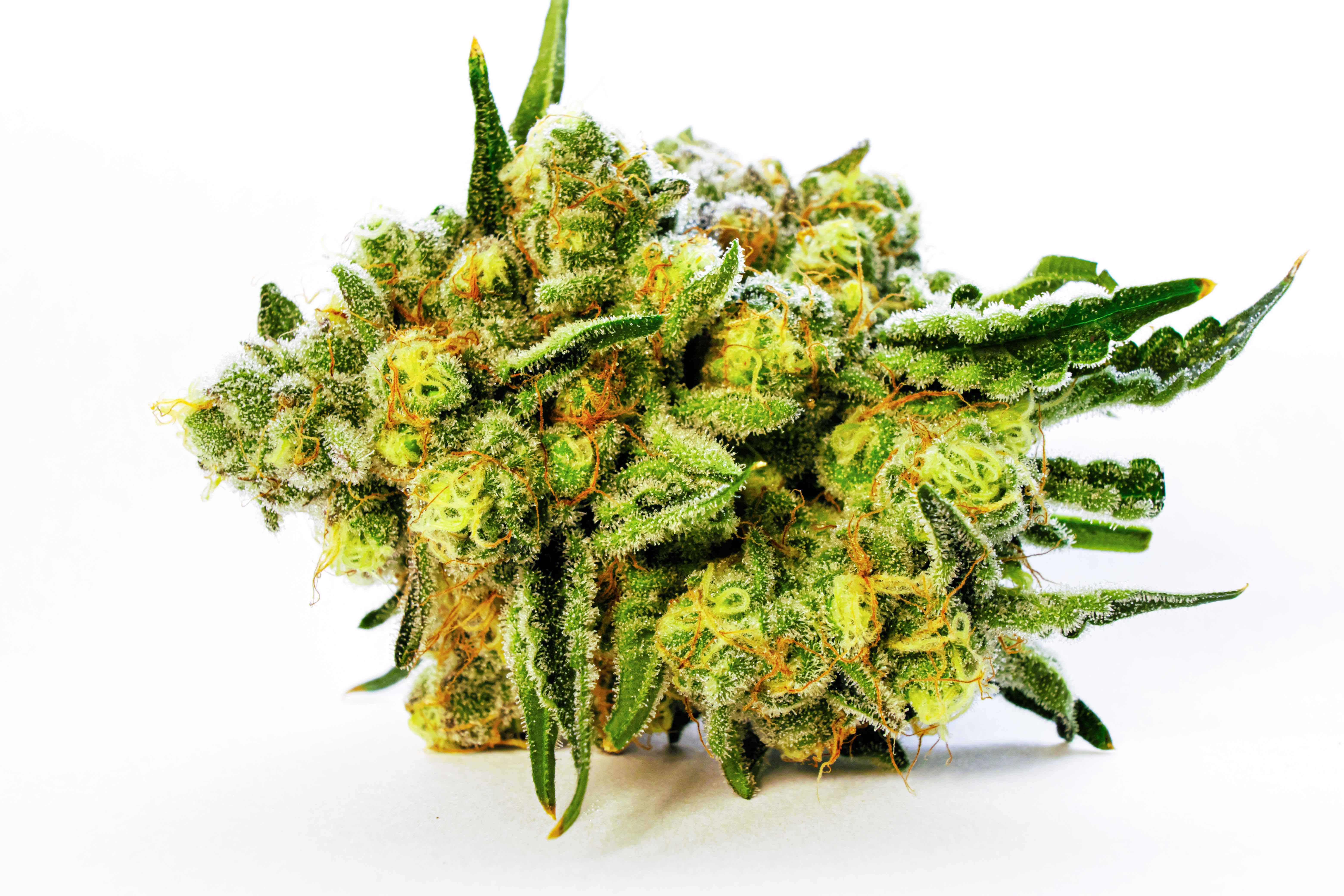 Garden Remedies Melrose: Med + Adult-Use | Dispensary Menu, Reviews & Photos