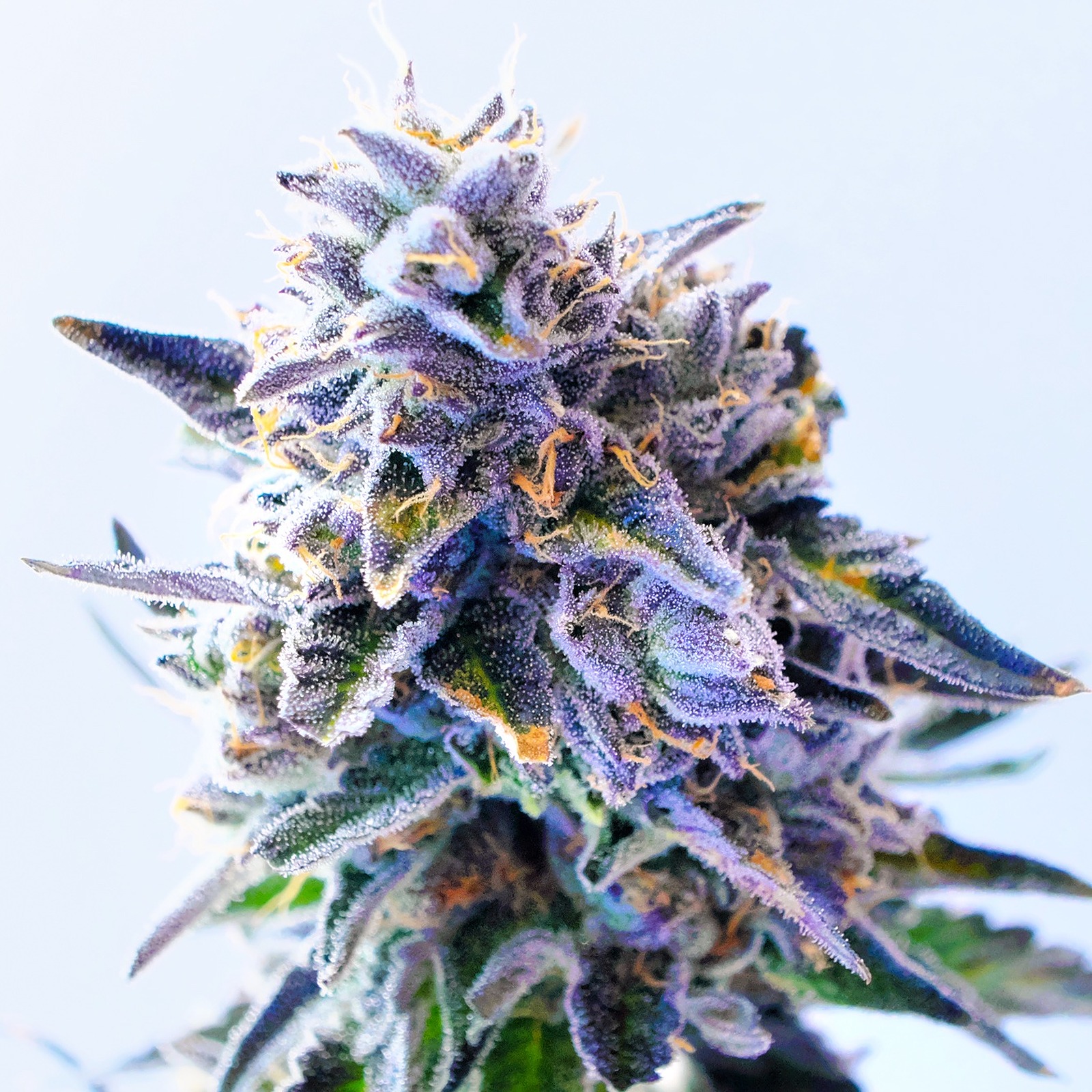 Garden Remedies Melrose: Med + Adult-Use | Dispensary Menu, Reviews & Photos