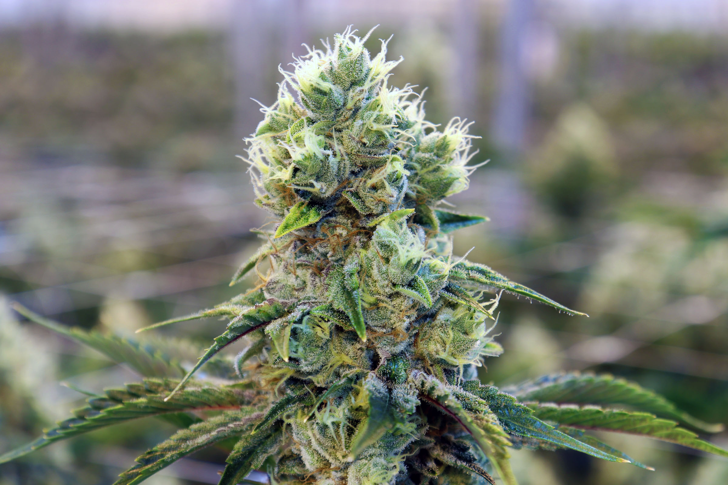 Heavy Metal Cannabis - Berkshire Roots Cannabis Dispensary