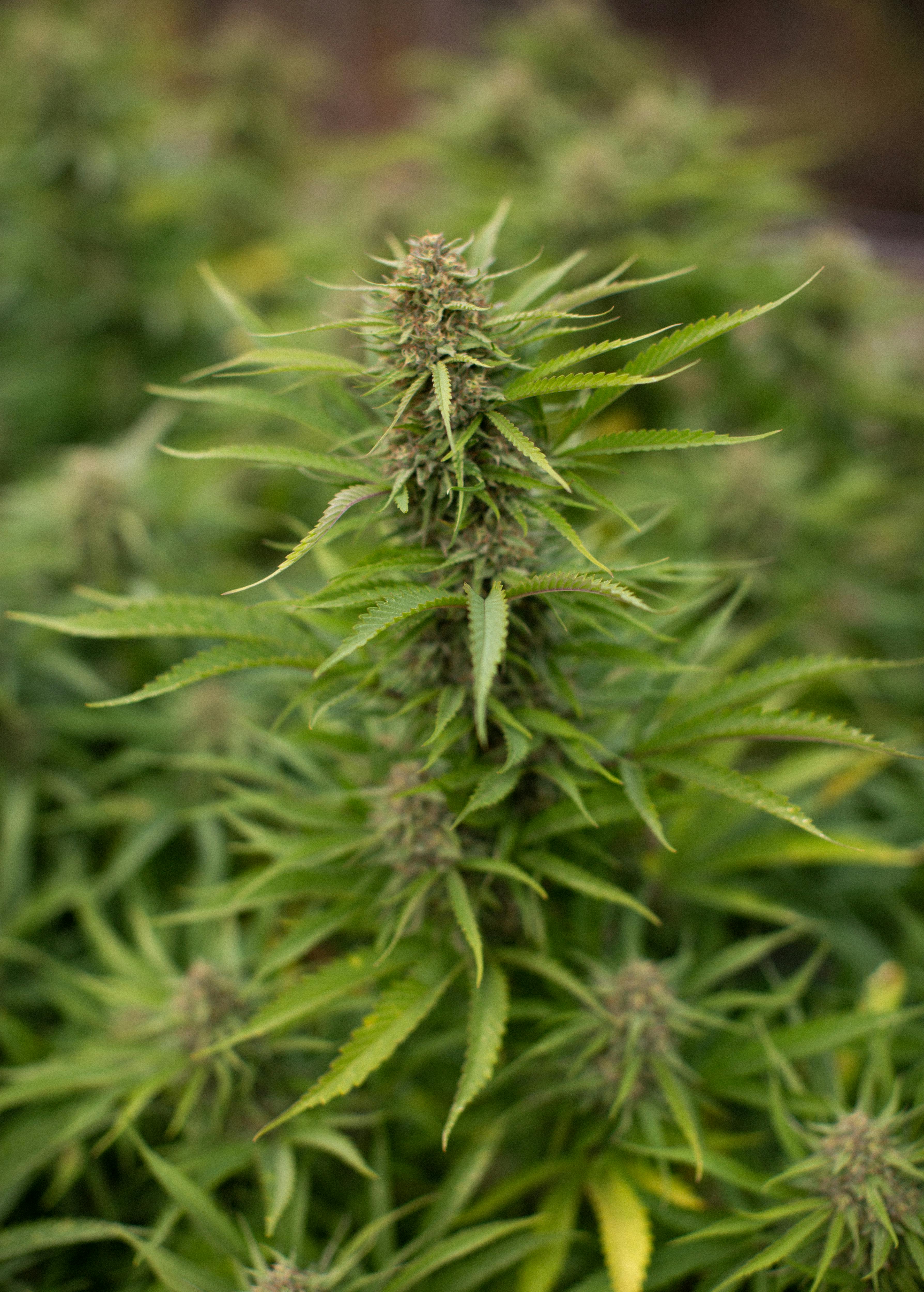 Burnt River Farms Ontario, OR Dispensary Leafly