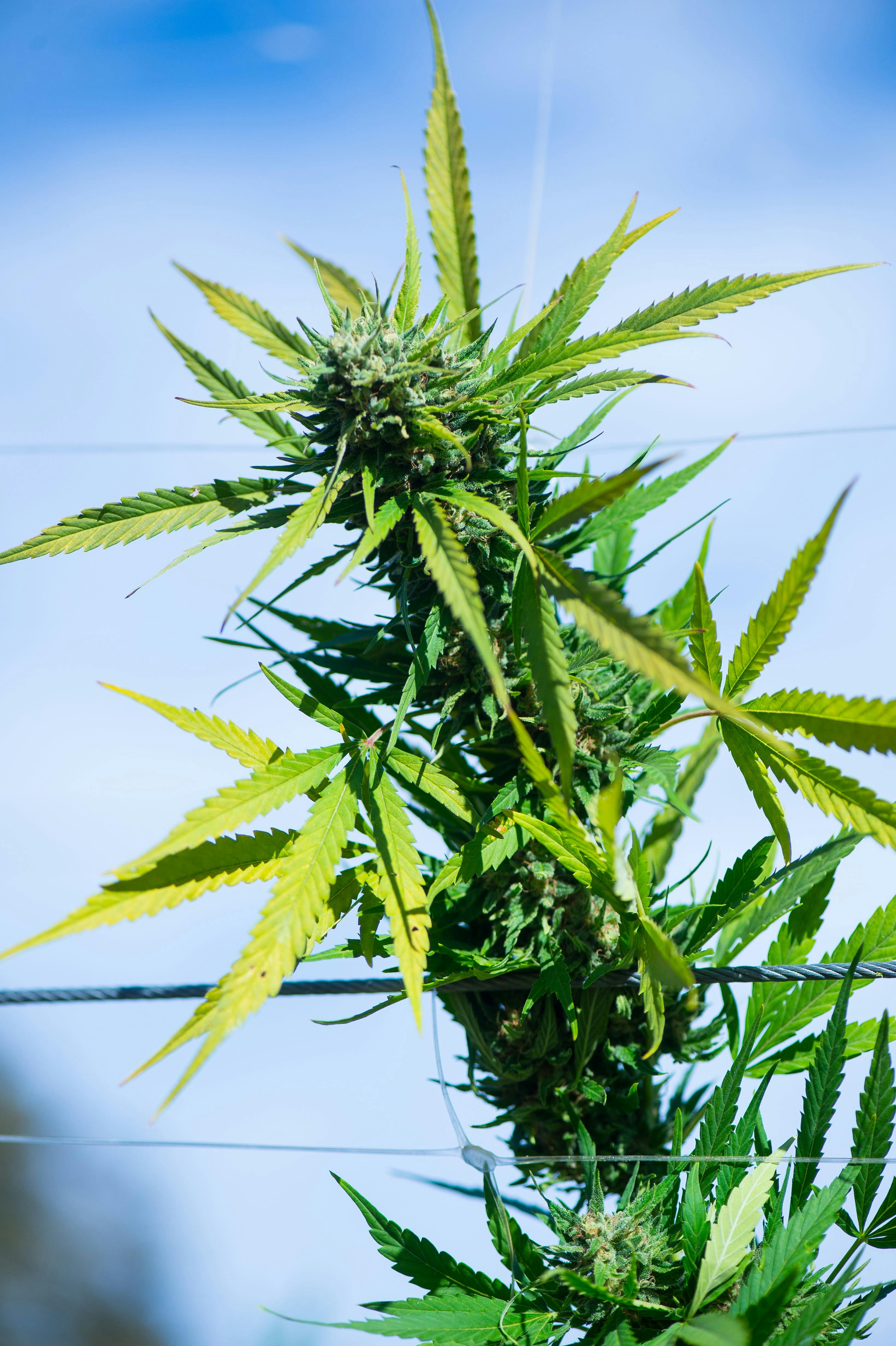 Burnt River Farms Ontario, OR Dispensary Leafly