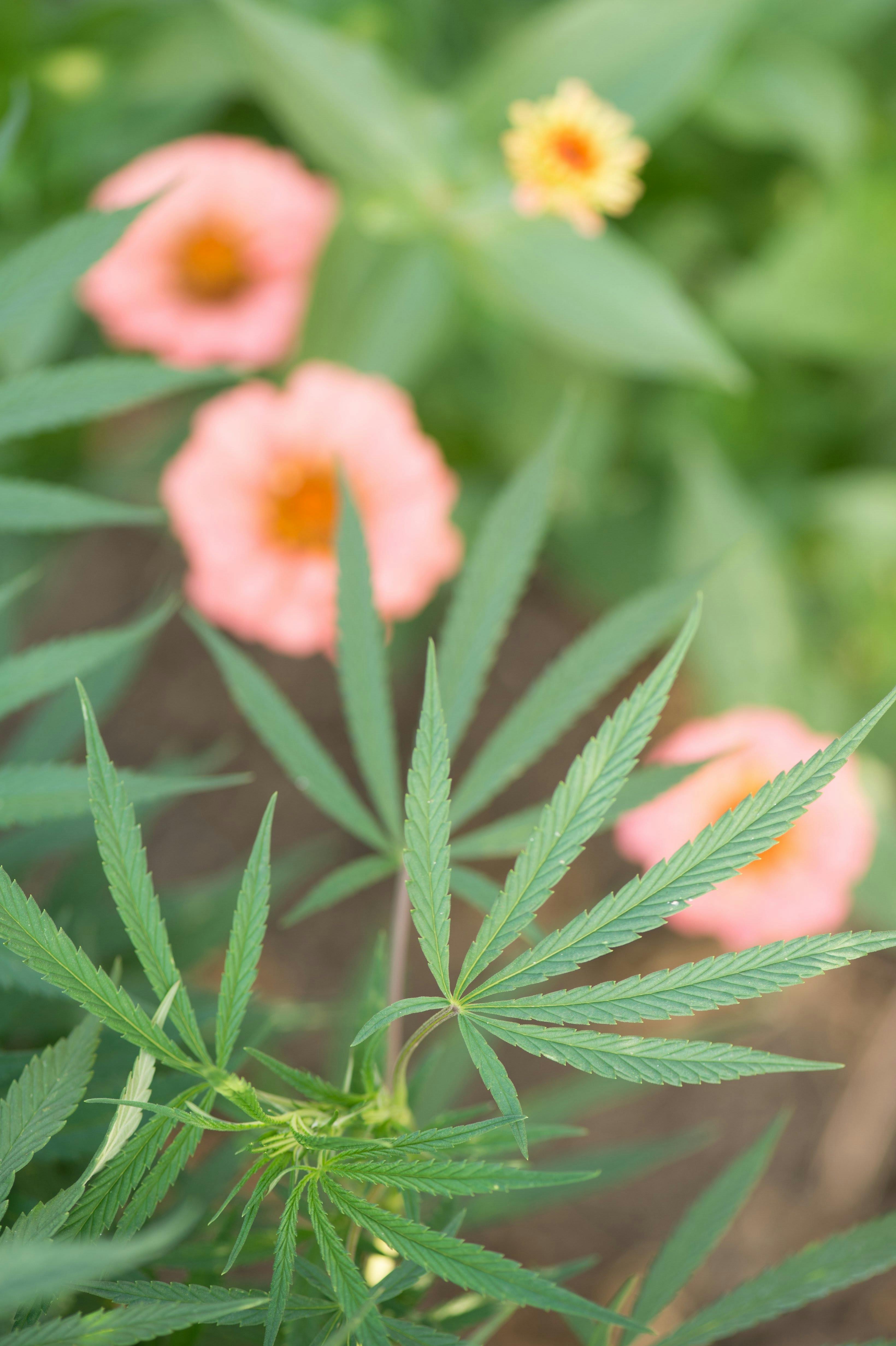 Burnt River Farms Ontario, OR Dispensary Leafly